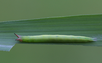 Gemmed Satyr caterpillar